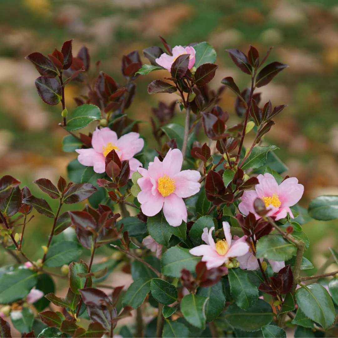 Just Chill Red Tip™ Camellia