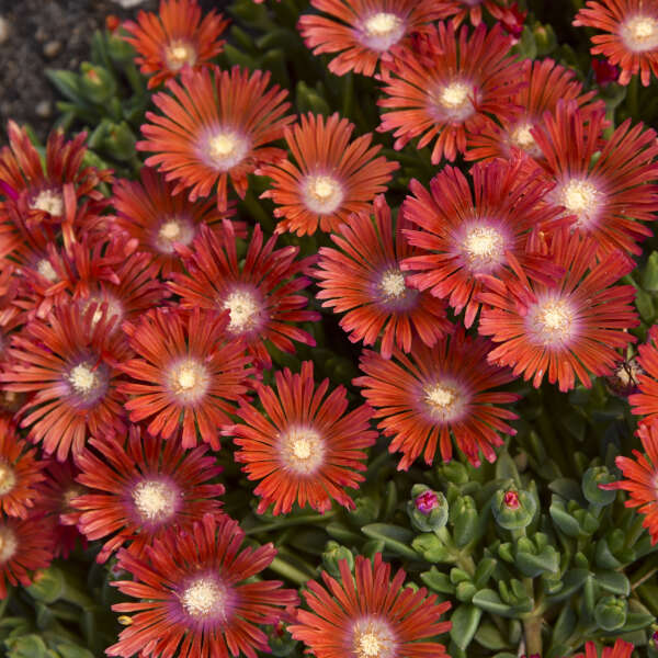 Kaleidoscope™ 'Dancing Embers' Ice Plant (Delosperma)