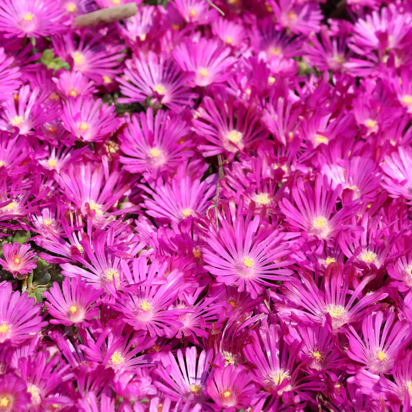 Kaleidoscope™ 'Orchid Flash' Ice Plant (Delosperma)
