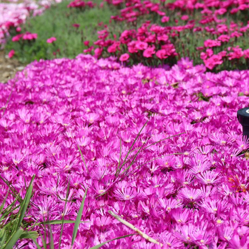 Kaleidoscope™ 'Orchid Flash' Ice Plant (Delosperma) - Image 2
