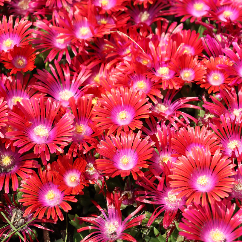 Kaleidoscope™ 'Razzle Dazzle' Ice Plant (Delosperma)