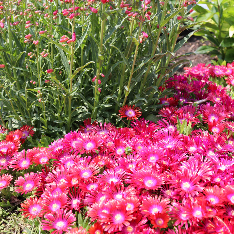 Kaleidoscope™ 'Razzle Dazzle' Ice Plant (Delosperma) - Image 2