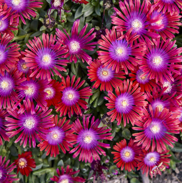 Kaleidoscope™ 'Razzle Dazzle' Ice Plant (Delosperma) - Image 3