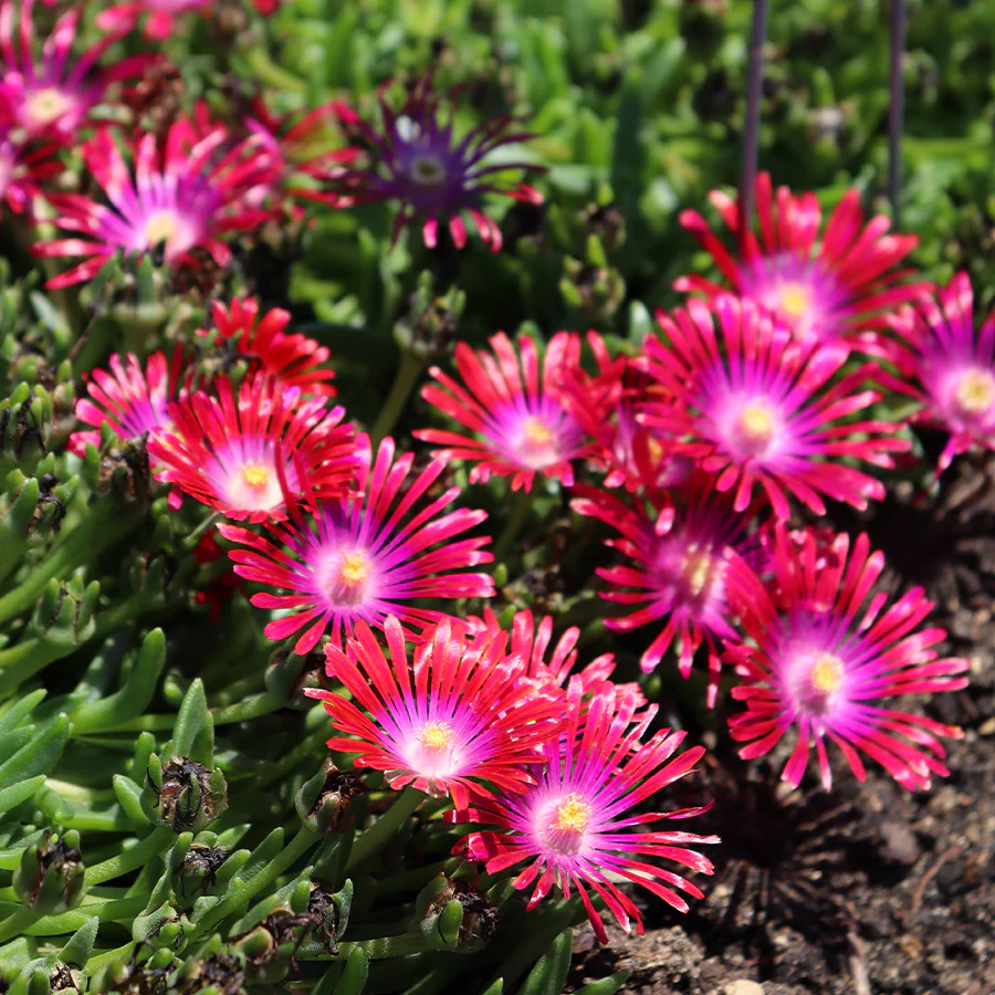 Kaleidoscope™ 'Razzle Dazzle' Ice Plant (Delosperma) - Image 4