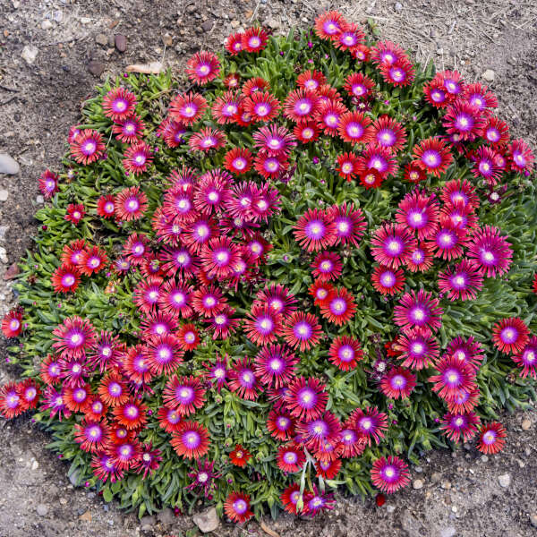Kaleidoscope™ 'Razzle Dazzle' Ice Plant (Delosperma) - Image 5