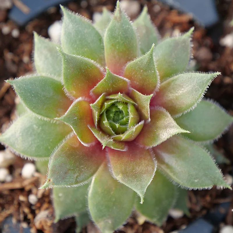'Kalinda' Hens & Chicks