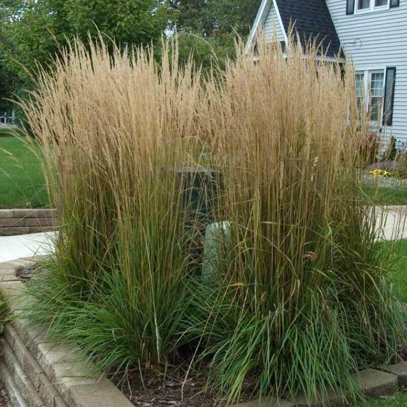 'Karl Foerster' Feather Reed Grass (Calamagrostis) - Image 3