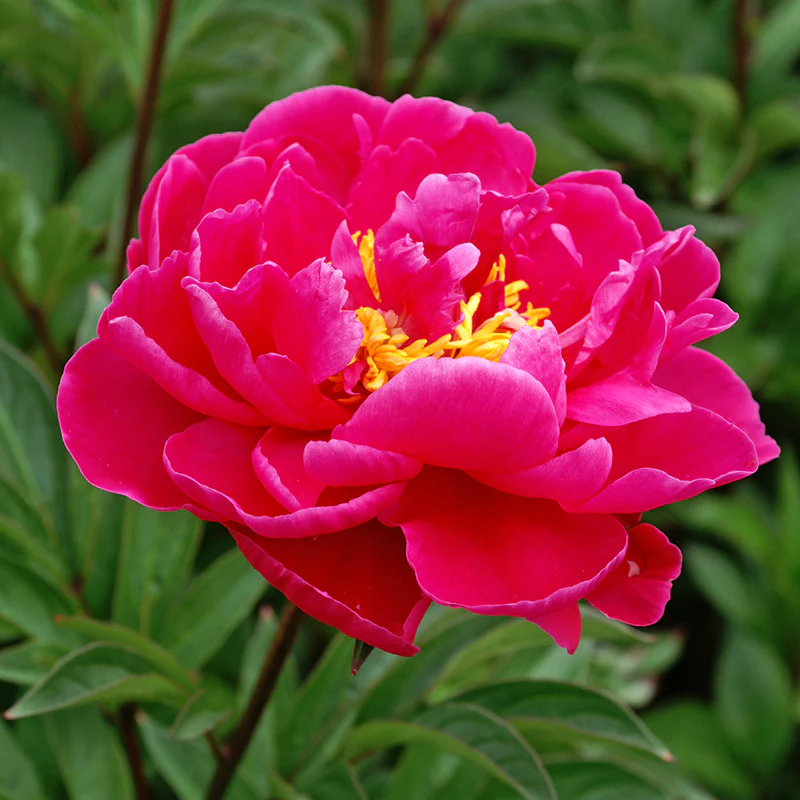 'Karl Rosenfield' Peony (Paeonia) - Image 4