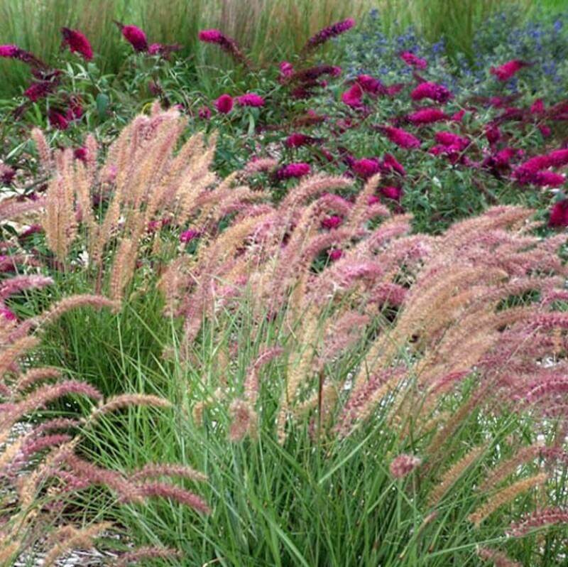 'Karley Rose' Fountain Grass (Pennisetum) - Image 3