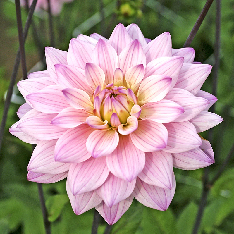 'Karma Prospero' Dahlia