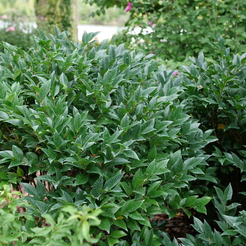 Kindly® Privet (Ligustrum)