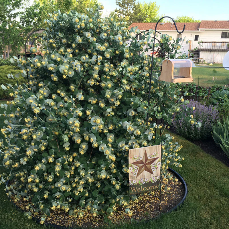 Kintzley's Ghost® Honeysuckle (Lonicera)