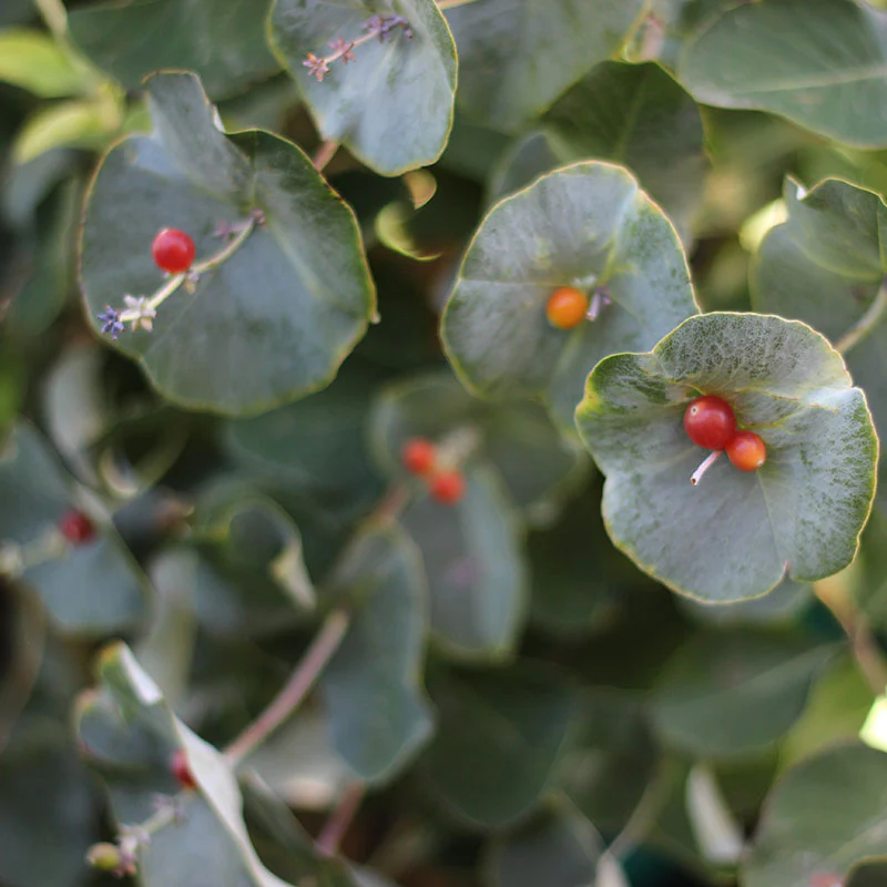 Kintzley's Ghost® Honeysuckle (Lonicera) - Image 7