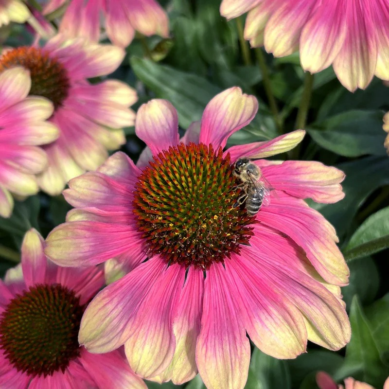 Kismet® 'Pink Lemonade' Coneflower (Echinacea) - Image 3
