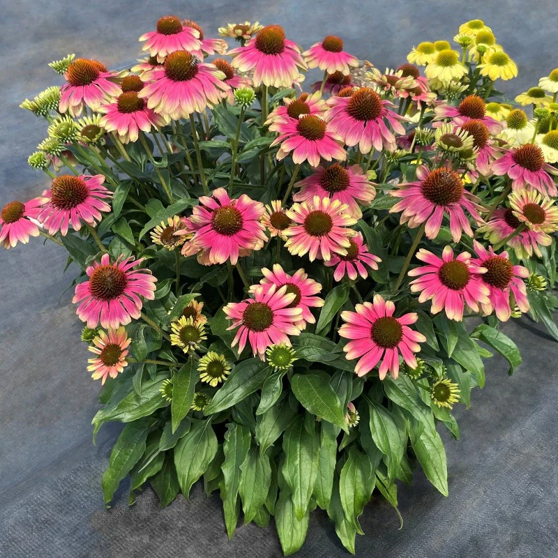 Kismet® 'Pink Lemonade' Coneflower (Echinacea) - Image 4