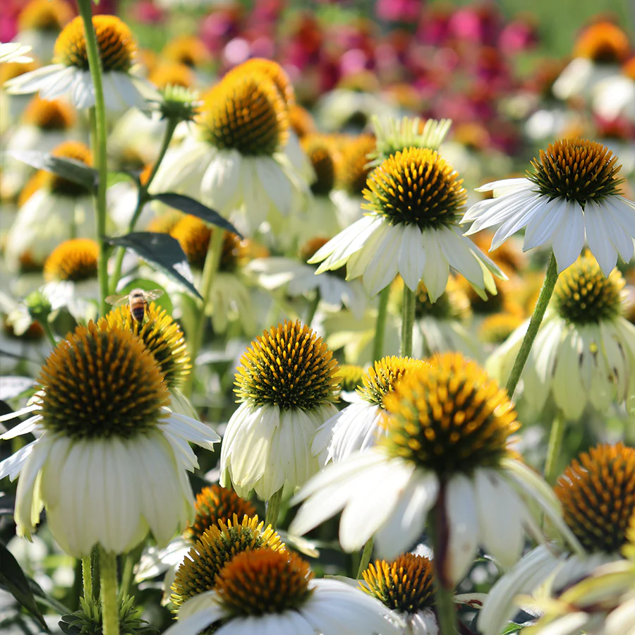 Kismet® White Coneflower (Echinacea)