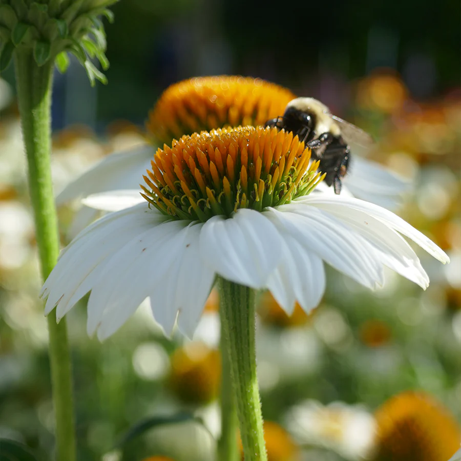Kismet® White Coneflower (Echinacea) - Image 2