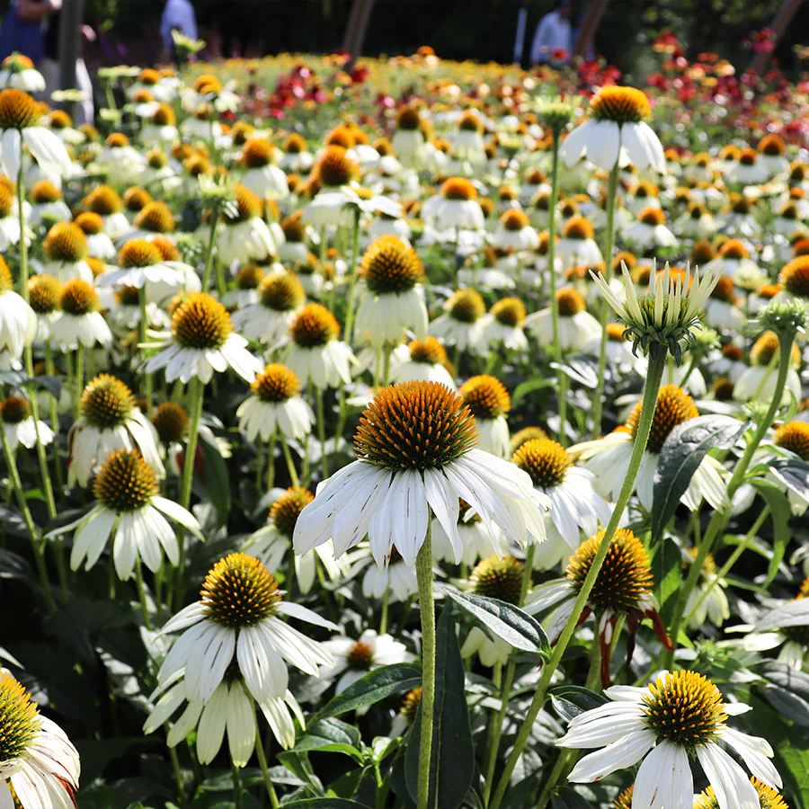 Kismet® White Coneflower (Echinacea) - Image 3