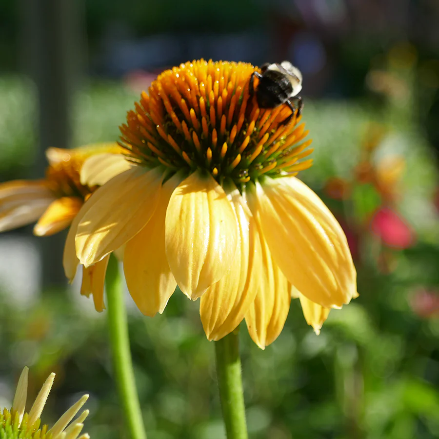 Kismet® Yellow Coneflower (Echinacea)