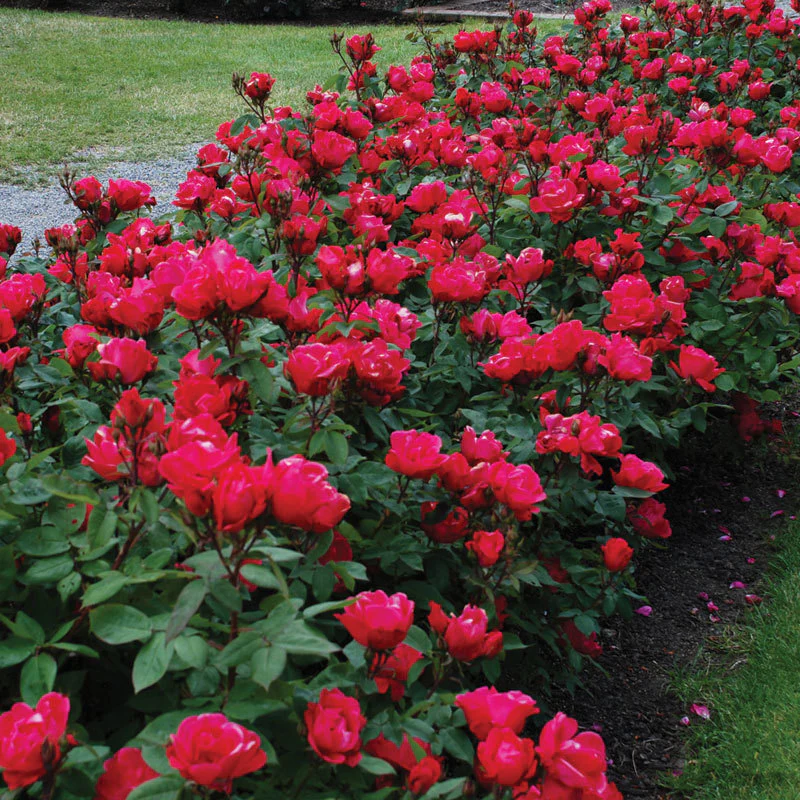 Knock Out® Rose