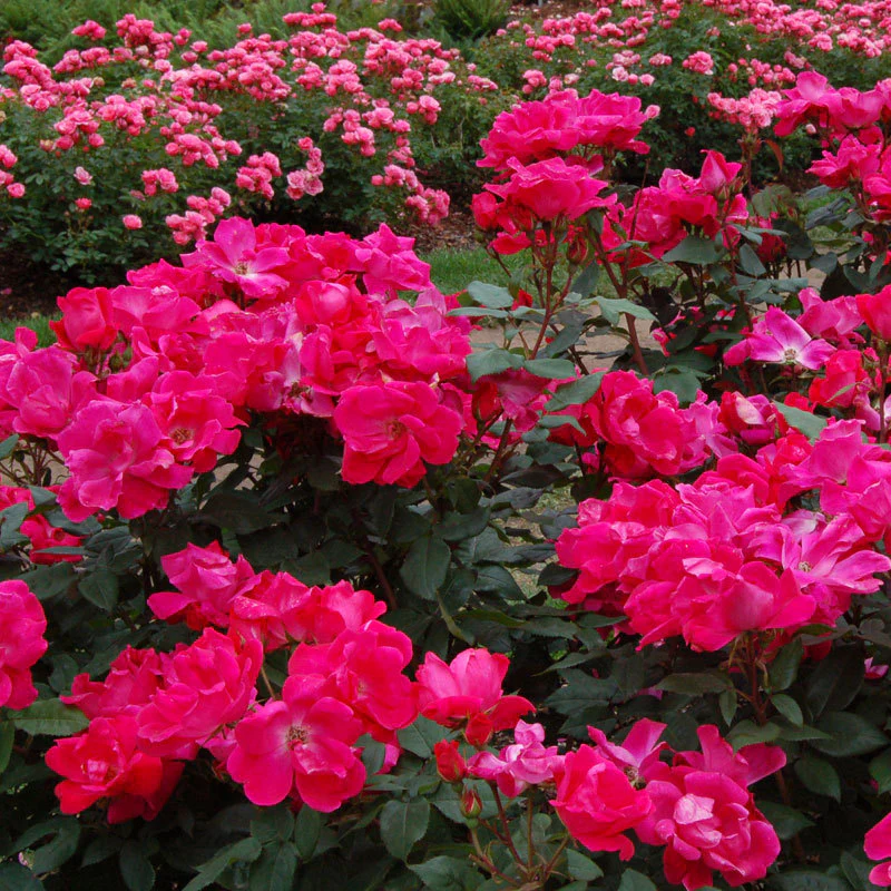 Knock Out® Rose - Image 3