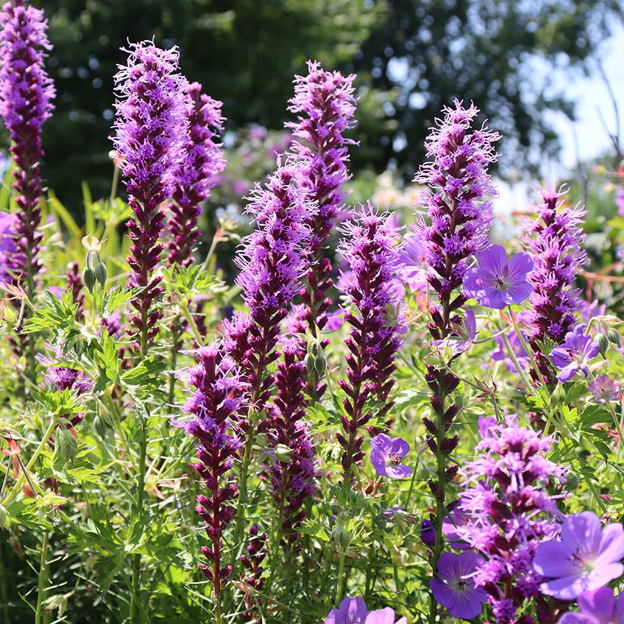 'Kobold' Blazing Star (Liatris)