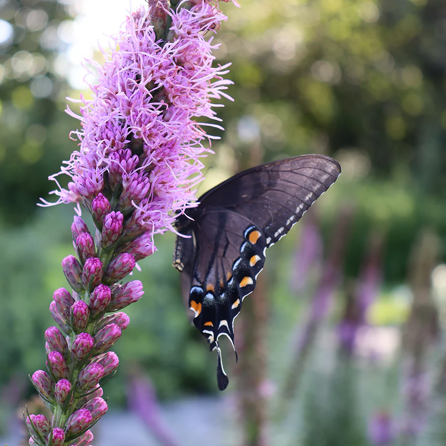 'Kobold' Blazing Star (Liatris) - Image 4