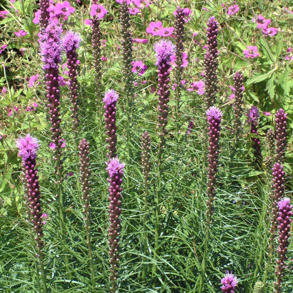 'Kobold' Blazing Star (Liatris) - Image 5