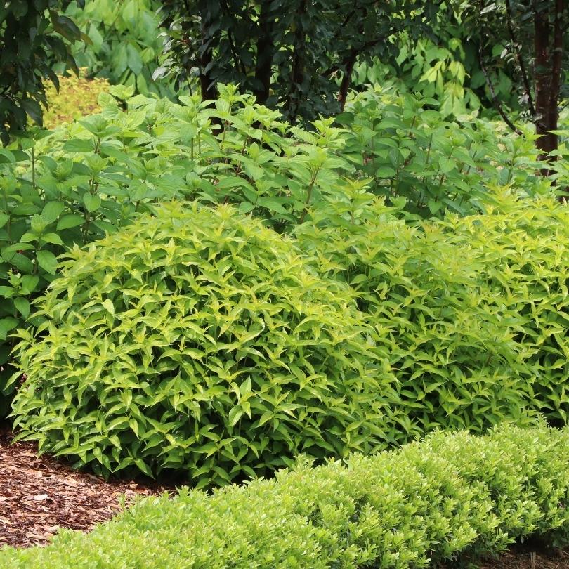 Kodiak® Green Diervilla