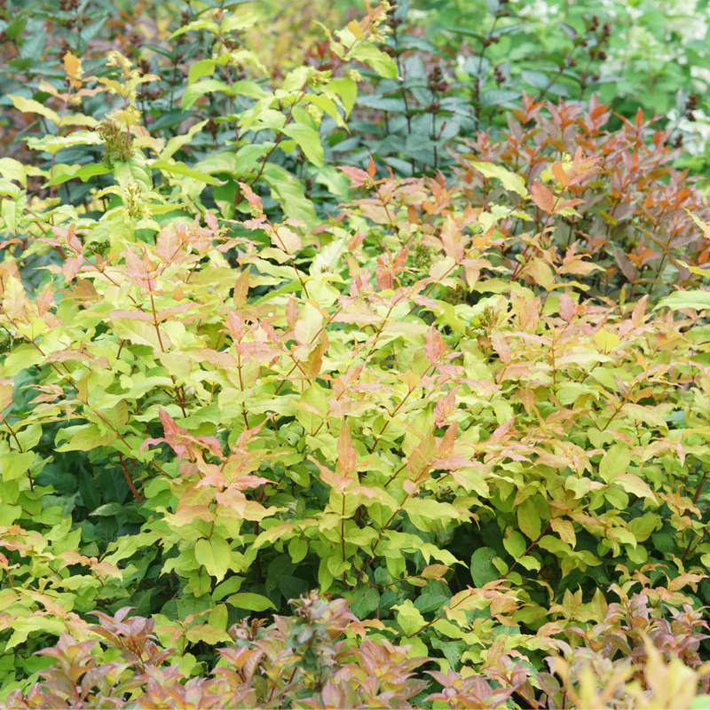 Kodiak Fresh™ Diervilla - Image 2