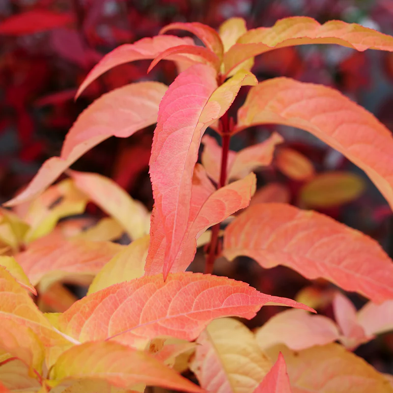 Kodiak® Orange Diervilla - Image 4