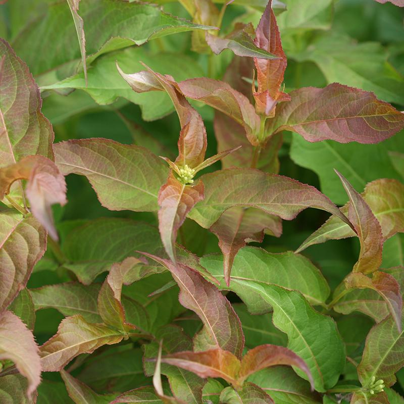 Kodiak® Red Diervilla - Image 2