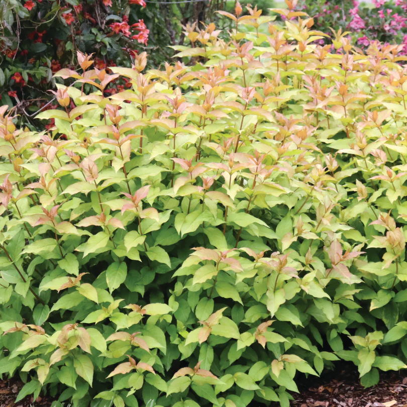 Kodiak Spiced™ Diervilla - Image 2