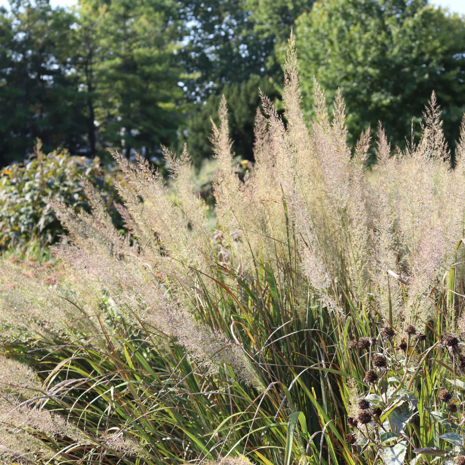Korean Feather Reed Grass (Calamagrostis)