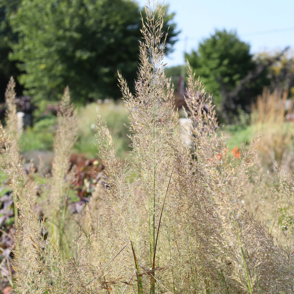 Korean Feather Reed Grass (Calamagrostis) - Image 2