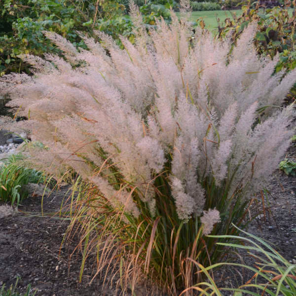 Korean Feather Reed Grass (Calamagrostis) - Image 4