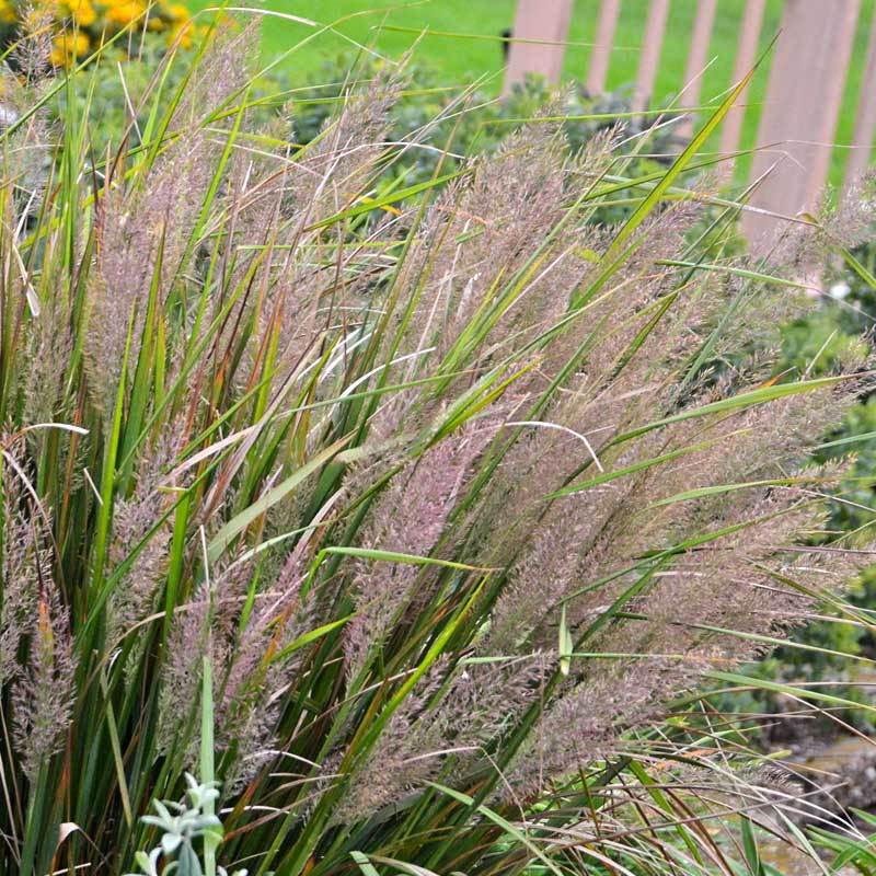 Korean Feather Reed Grass (Calamagrostis) - Image 5