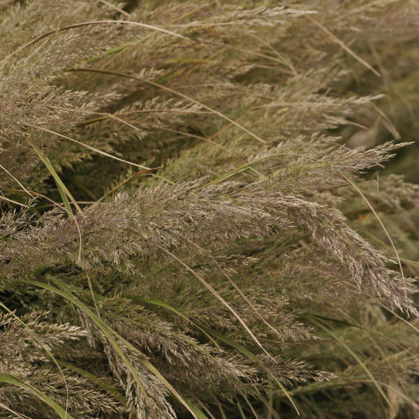 Korean Feather Reed Grass (Calamagrostis) - Image 6
