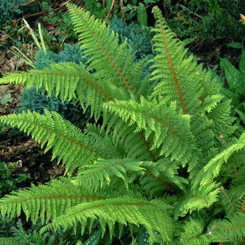 Korean Tassel Fern (Polystichum) - Image 2