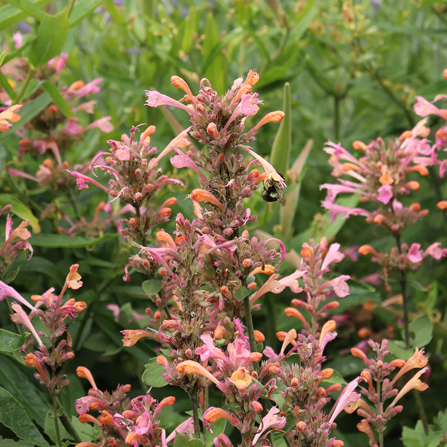Kudos™ Ambrosia Hummingbird Mint (Agastache) - Image 2