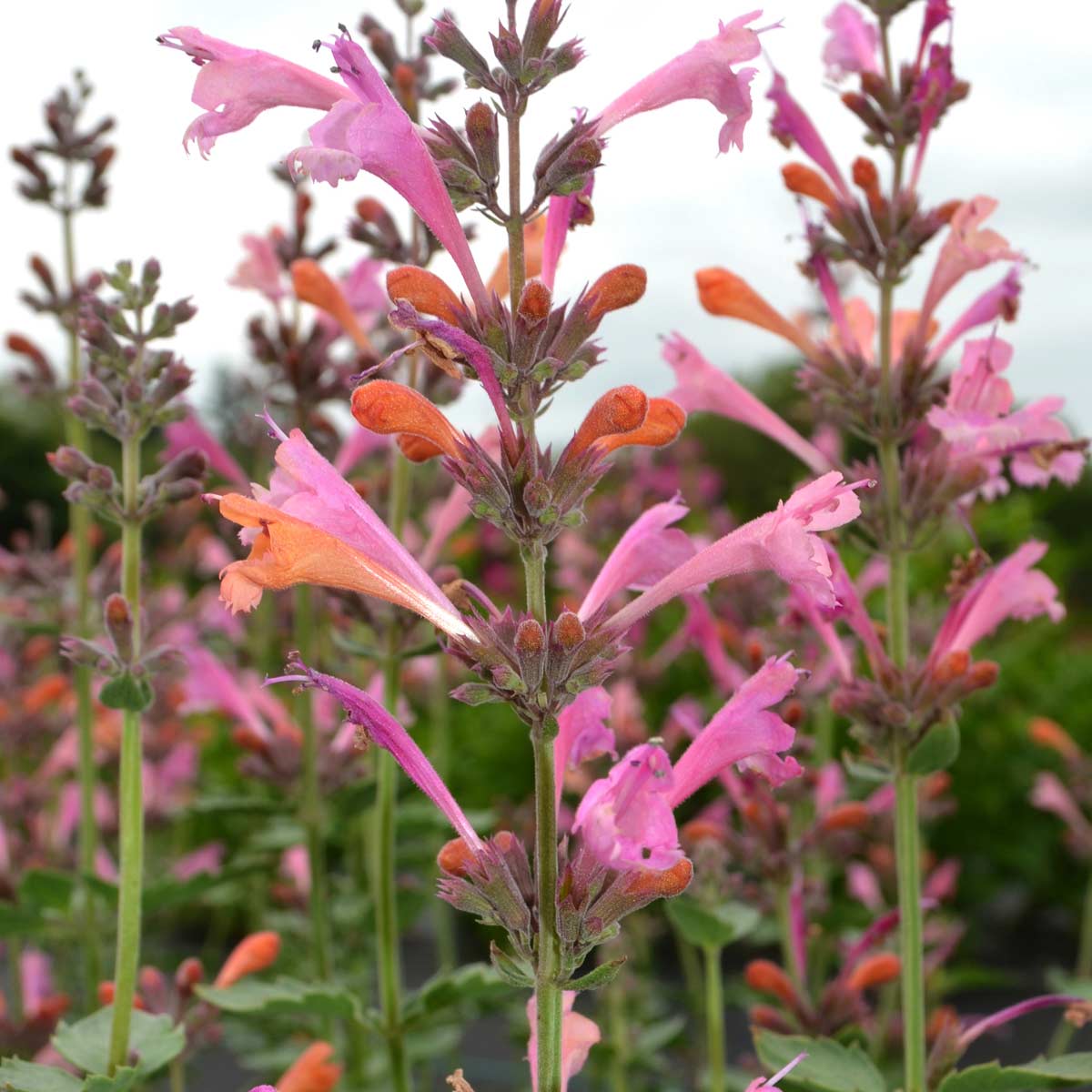 Kudos™ Ambrosia Hummingbird Mint (Agastache) - Image 3