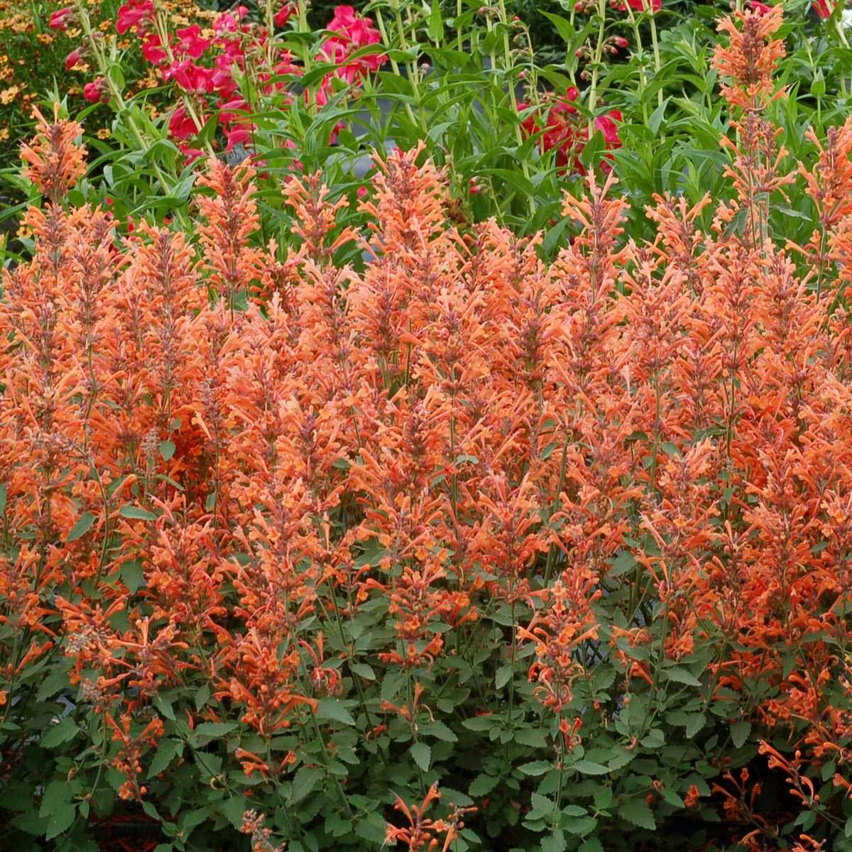 Kudos™ Mandarin Hummingbird Mint (Agastache)