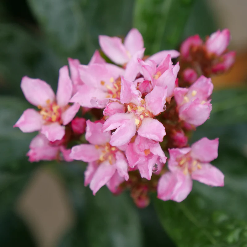 La Vida Grande™ Indian Hawthorn (Rhaphiolepis) - Image 3