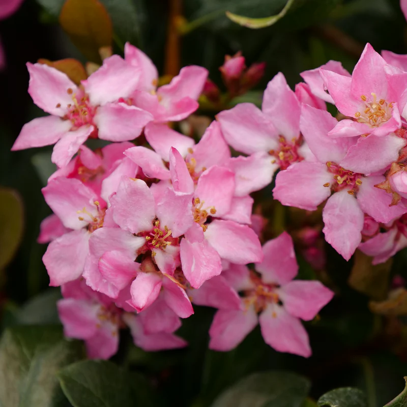 La Vida Mas™ Indian Hawthorn (Rhaphiolepis) - Image 3