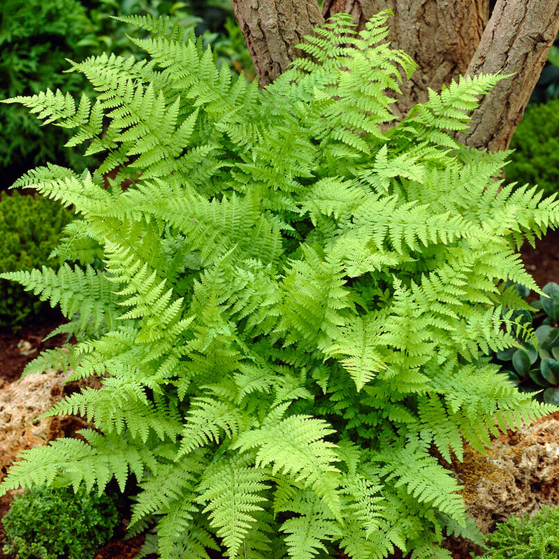 Lady Fern (Athyrium)