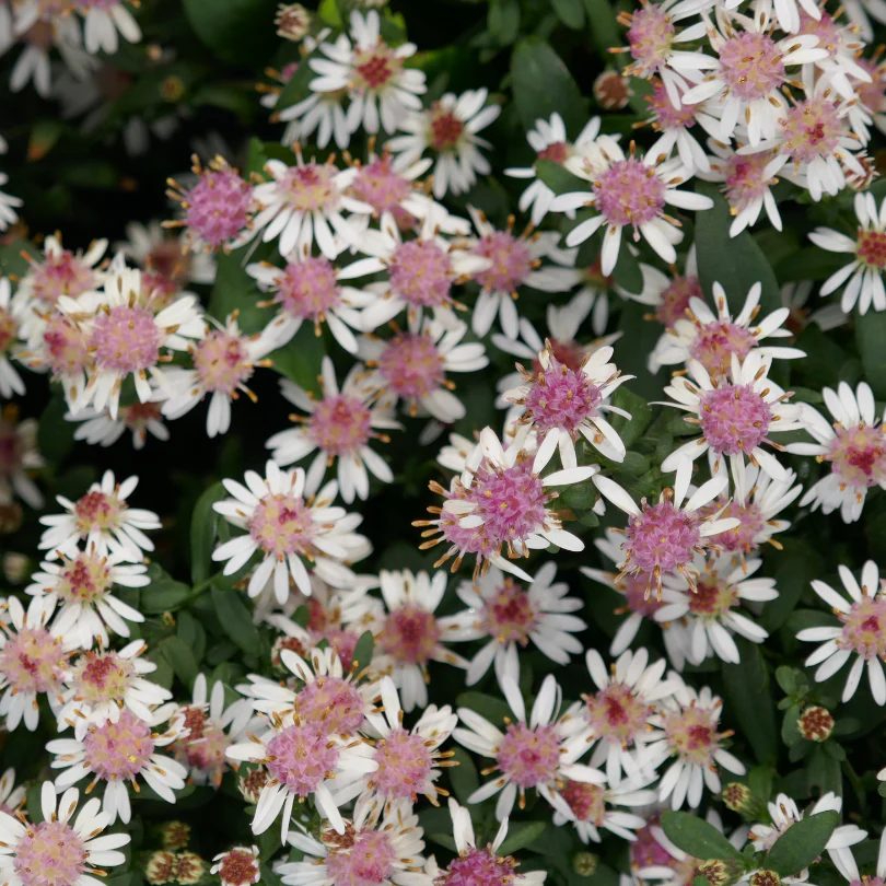 'Lady in Black' Aster