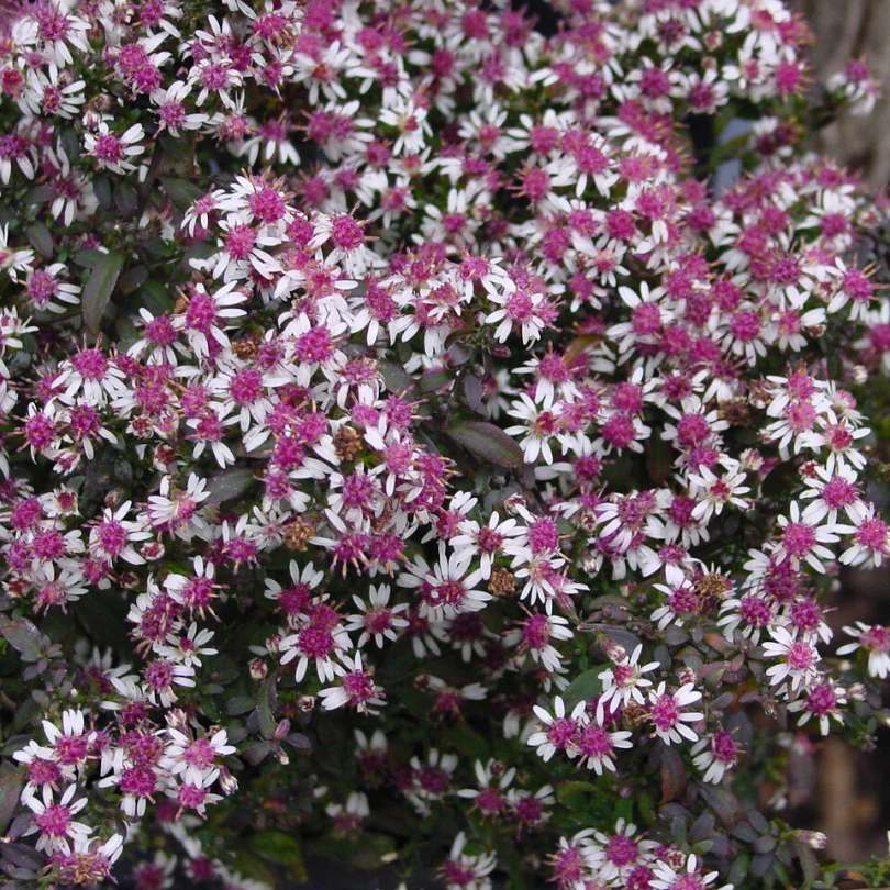 'Lady in Black' Aster - Image 3