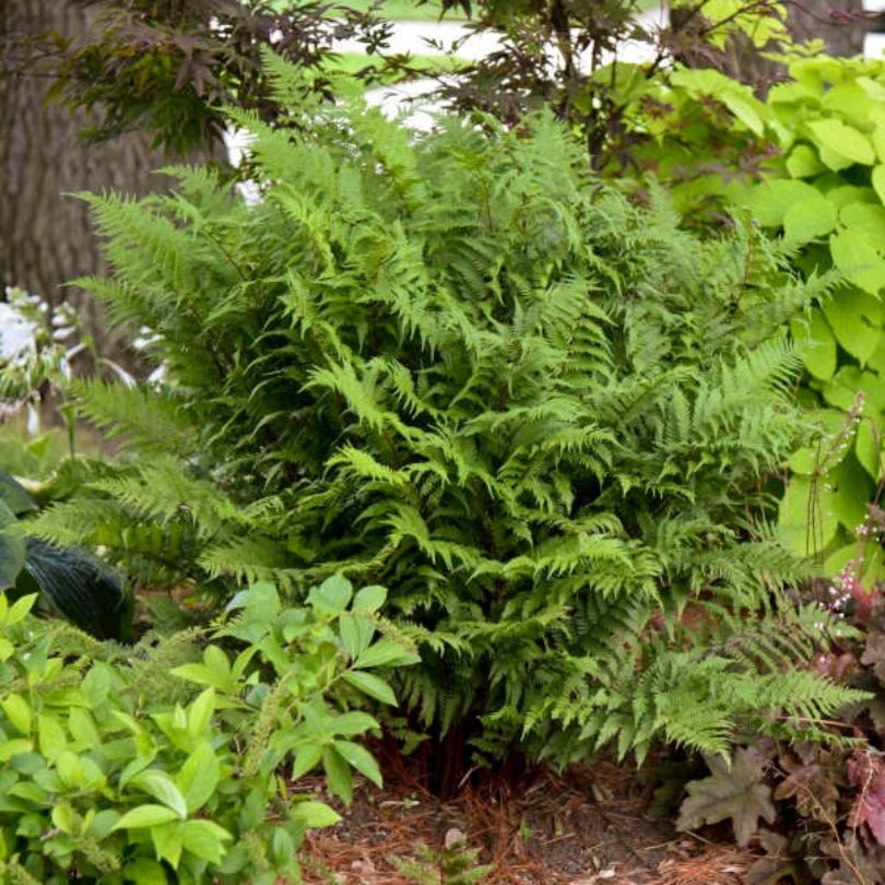 'Lady in Red' Lady Fern (Athyrium)