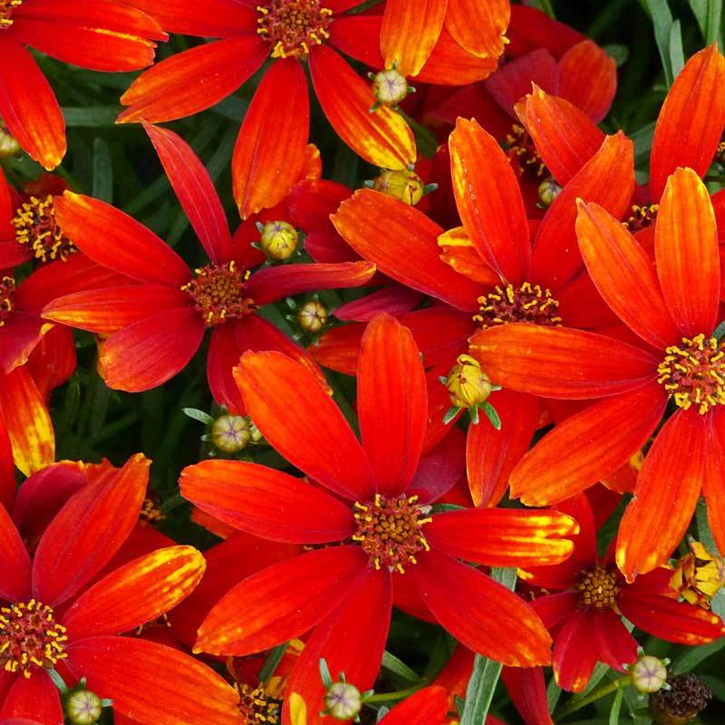 'Ladybird' Tickseed