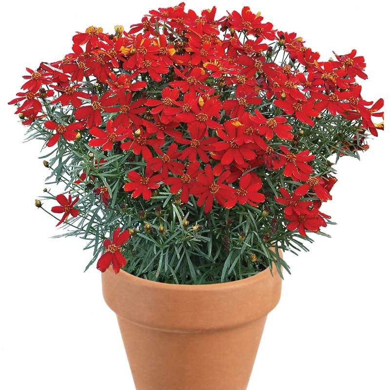'Ladybird' Tickseed - Image 2